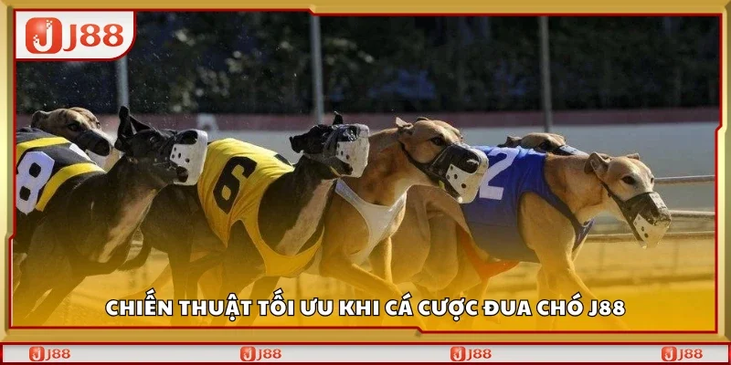Chiến thuật tối ưu khi cá cược đua chó