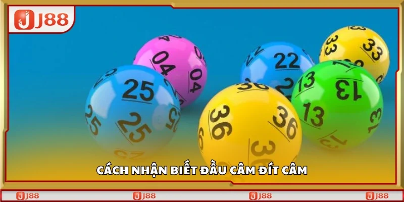 Hướng dẫn nhận biết đầu câm đít câm